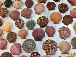 270 Calico Scallops Seashells Hand Collected Wrightsville Bch NC Vintage Natural 3