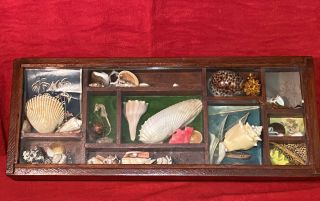 Vintage Seashell Specimen Science Shadow Box Marine Life Decor