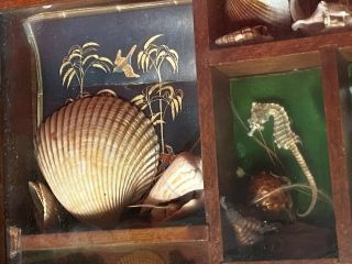 Vintage Seashell Specimen Science Shadow Box Marine Life Decor 2