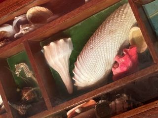 Vintage Seashell Specimen Science Shadow Box Marine Life Decor 3