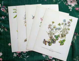 Vintage Botanical Prints Set Of 5 1950s Book Plate Plants Prints To Frame.