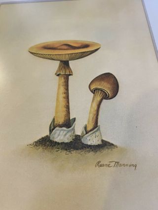 Vintage Mushroom Print 3