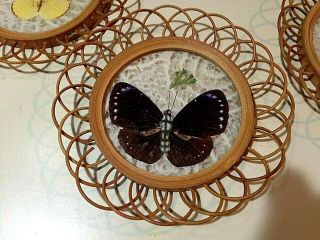 5 Vintage Butterfly Wicker Drink Coasters Rattan with Pressed Wings Boho Chic 2