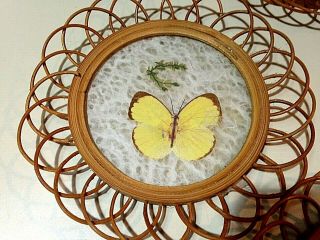 5 Vintage Butterfly Wicker Drink Coasters Rattan with Pressed Wings Boho Chic 3