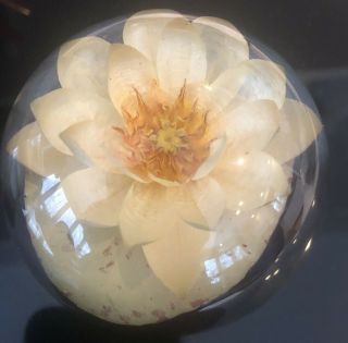 Vintage Lucite Paperweight W/ Flower Encased In Acrylic