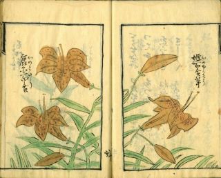 Hand Drawn Illustrated Flower Book many pictures Japanese Meiji Antique 2