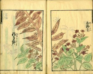 Hand Drawn Illustrated Flower Book many pictures Japanese Meiji Antique 3