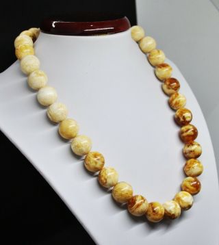 73.  25g 33bead Antique Formed White Boney Baltic Amber Butterscotch Bead Necklace