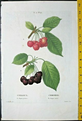 Redoute P.  J.  Cherries,  Cerasus,  Color - Printed Engraving,  C.  1810 15