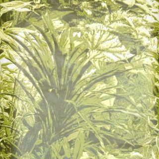 1970s Botanical Vintage Wallpaper Retro Green Ferns And Tropical Leaves