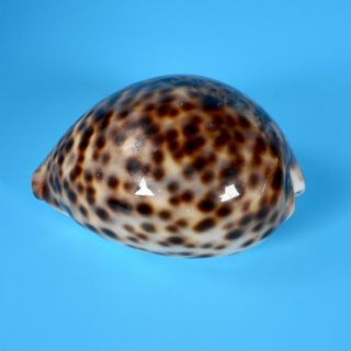 Cypraea Tigris Large Brown Tiger Cowrie Spotted Sea Shell 74 Mm 2.  8 " Beach Vtg