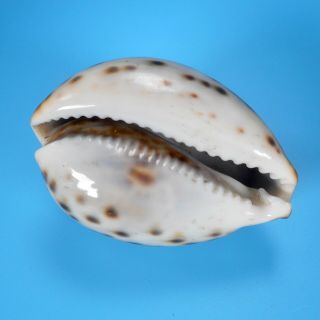 Cypraea Tigris Large Brown Tiger Cowrie Spotted Sea Shell 74 MM 2.  8 