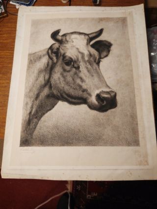 Antique Copper Etching By James S.  King,  And Carleton Wiggins Signed Cow Head
