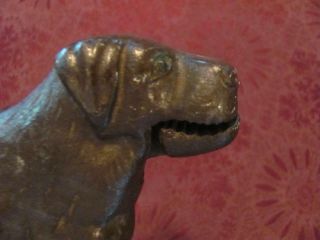 Vintage/antique Heavy Cast Iron Figural Dog Nutcracker Rottweiler? St.  Bernard?