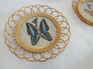 5 Vintage Butterfly Wicker Drink Coasters Rattan with Pressed Wings Boho Chic 2