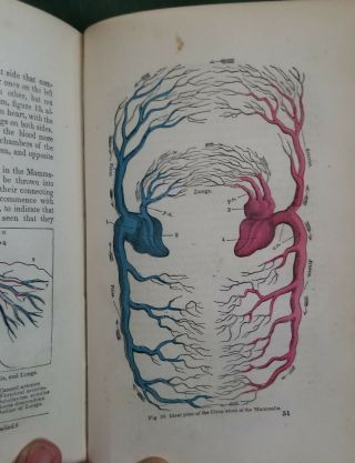 Rare Antique Biology Book Elements Of Physiology By Hamilton 1864 1st Edition