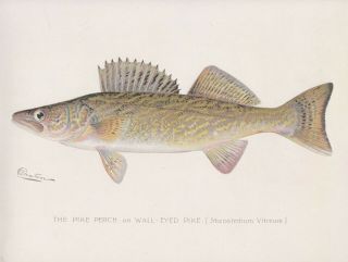 Antique Fish Print: Pike Perch Or Walleye By Sherman F.  Denton 1902