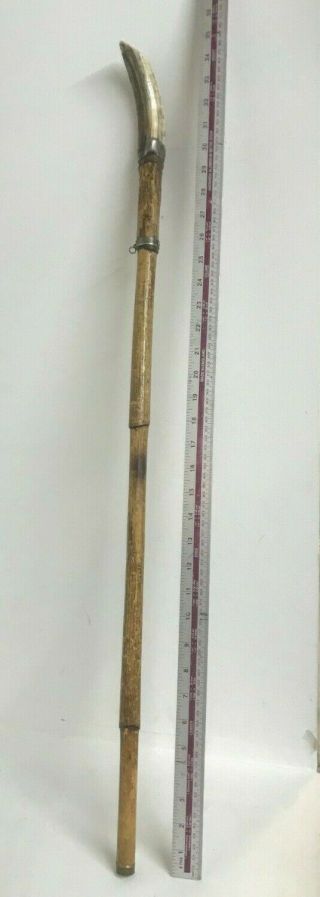 German Walking Stick/cane With Wild Boar Tusk Handle