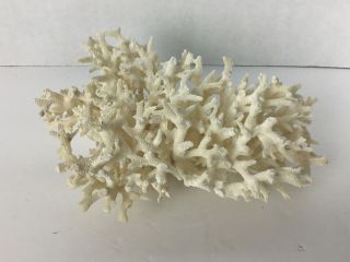 Vintage White Branch Coral Cluster Approx.  7x5x3 Sea Ocean Life