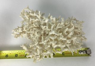 Vintage White Branch Coral Cluster Approx.  7x5x3 Sea Ocean Life 2