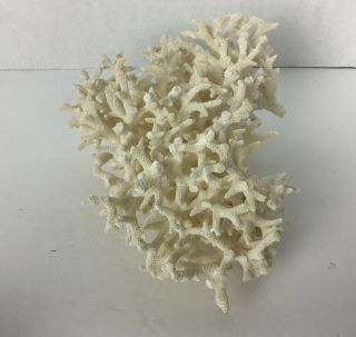 Vintage White Branch Coral Cluster Approx.  7x5x3 Sea Ocean Life 3