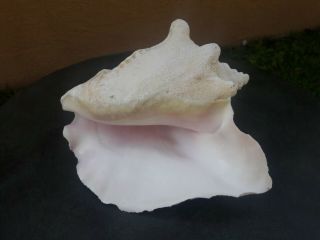 Large Vintage Conch Shell With Pink Inner Shell