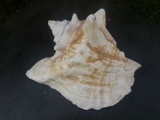 Large Vintage Conch Shell with Pink Inner Shell 2