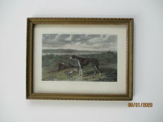 Antique Engraving Of Hunting Dogs With Catch,  In Vintage Frame.