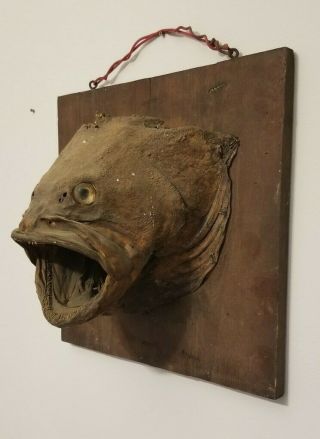 Antique Largemouth Bass Taxidermy Fish Head Mount Man Cave Scary Halloween 2