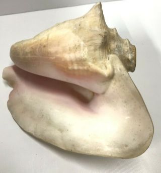 Vintage Conch Shell Horn 8 