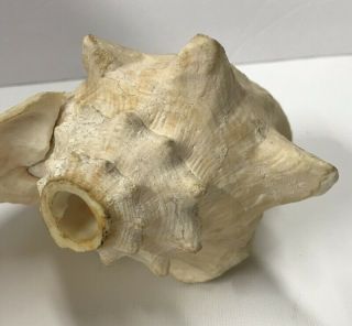 Vintage Conch Shell Horn 8 