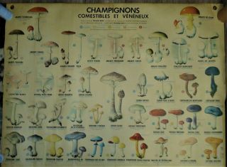 Vintage French Poster Les Champignons Comestibles Mushrooms Wall Art Lg