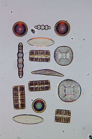 Antique Microscope Slide By W.  A Firth.  " Diatom Group From Mobile,  Alabama ".