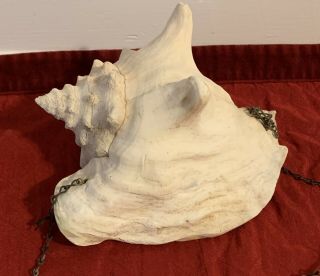 Vtg Conch Shell With Detail Was As A Planter