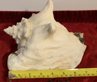 VTG Conch Shell With Detail Was As A Planter 2