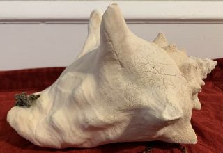 VTG Conch Shell With Detail Was As A Planter 3