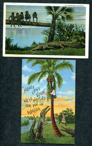 2 Vintage Florida Alligator Postcards,  Up A Tree,  Bait