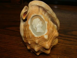 Vintage Conch Shell With Hand Carved Cameo Turn Of Century Antique 5 "