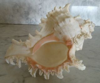 Large Vintage Horned Spiked Conch Seashell Sea Shell 7.  5 " (no Harvest Hole)