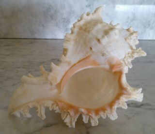 Large Vintage Horned Spiked Conch Seashell Sea Shell 7.  5 