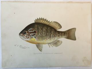 1903 Circa Denton Sunfish Fish Print,  Crappie,  Old,  Lithograph,  Antique,  Ny