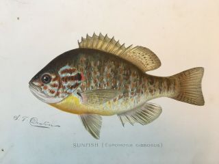1903 circa Denton Sunfish Fish Print,  Crappie,  Old,  Lithograph,  Antique,  NY 2