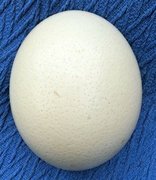 Vintage Ostrich Egg Blown Ready For Craft 18 Available