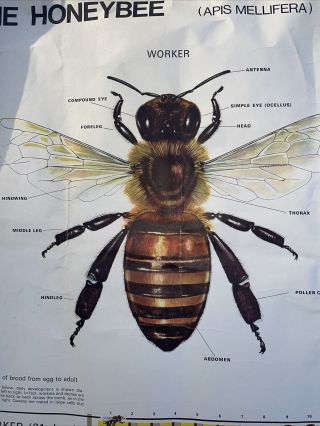 The Honeybee Educational Productions Company Vintage Science Poster Chart 1959