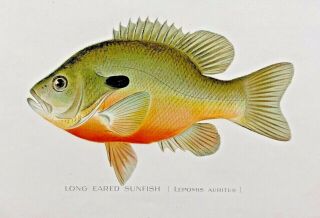 1901 Rare Antique Denton Fish Print Long Eared Sunfish Lepomis Azurites Pretty