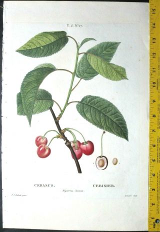 Redoute P.  J.  Cherries,  Cerasus,  Color - Printed Engraving,  C.  1810