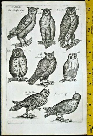 Various Owls,  Bubo,  Asio,  Ulula,  Otus,  Eule, .  Engrav.  C.  1650