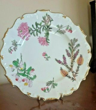 Antique 19th C English Porcelain H & R Daniel Botanical Hand Painted Plate Shres