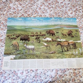 Vintage 1972 National Geographic Fold Up Map Of Canada Ice Age Mammals Tundra