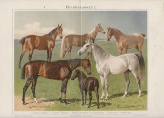 1894 Horses Horse Breeds Antique Engraving Lithograph Print
